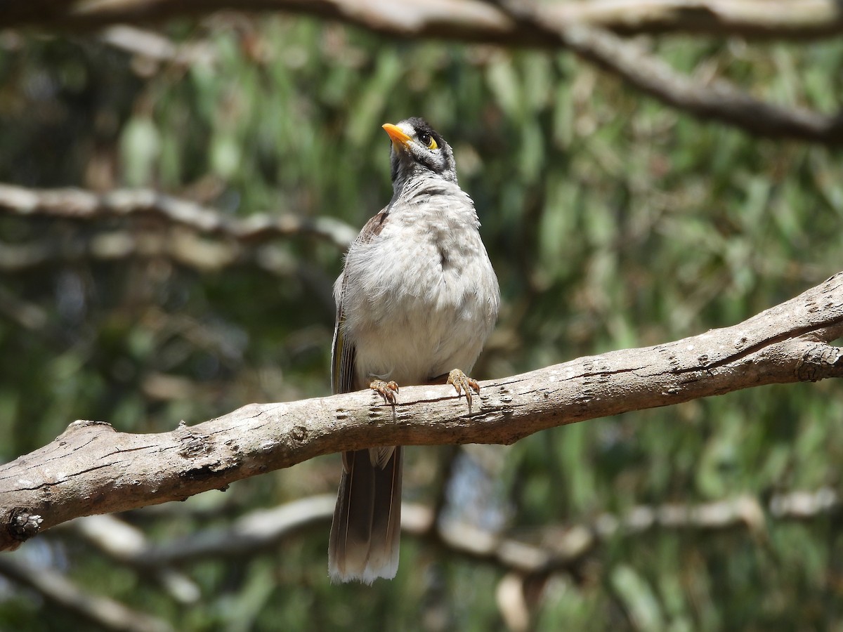 Noisy Miner - ML644198437