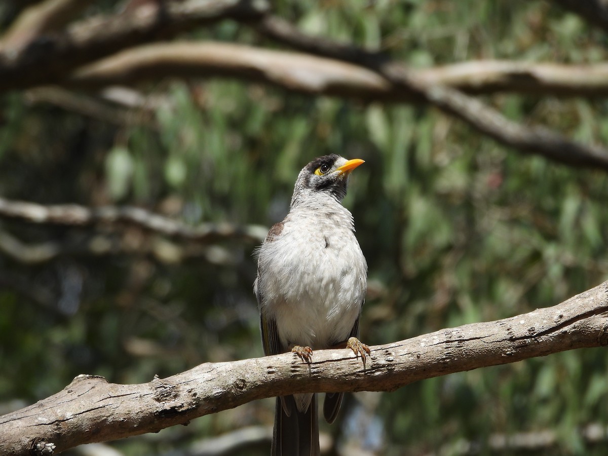 Noisy Miner - ML644198438