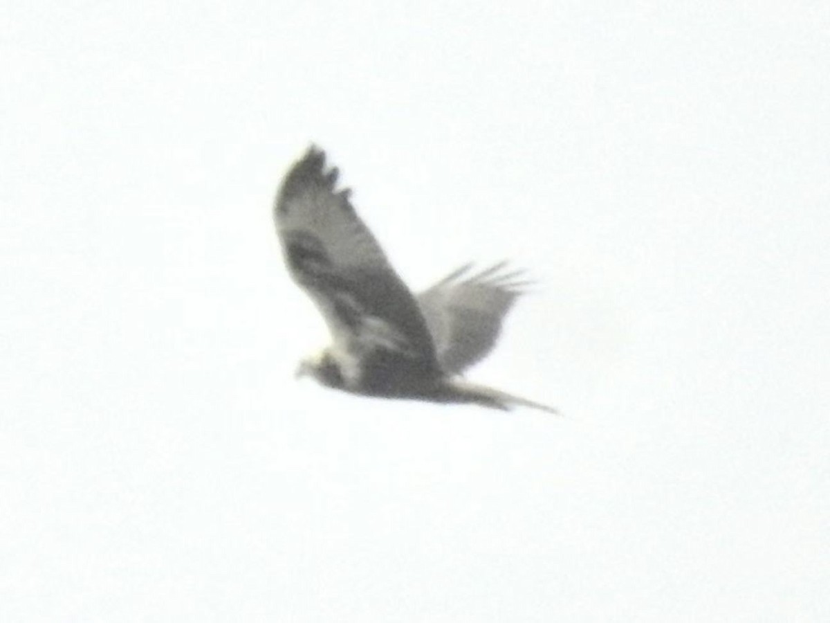 Eastern Marsh Harrier - ML644198446