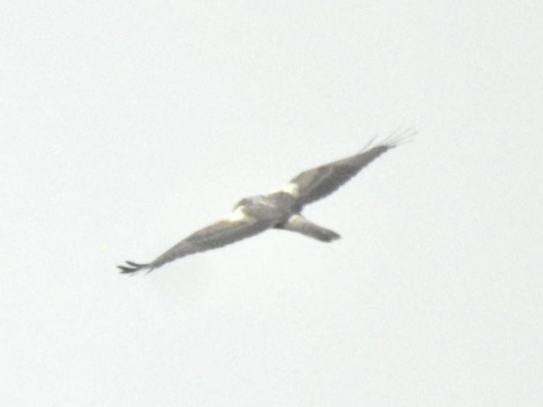 Eastern Marsh Harrier - ML644198447