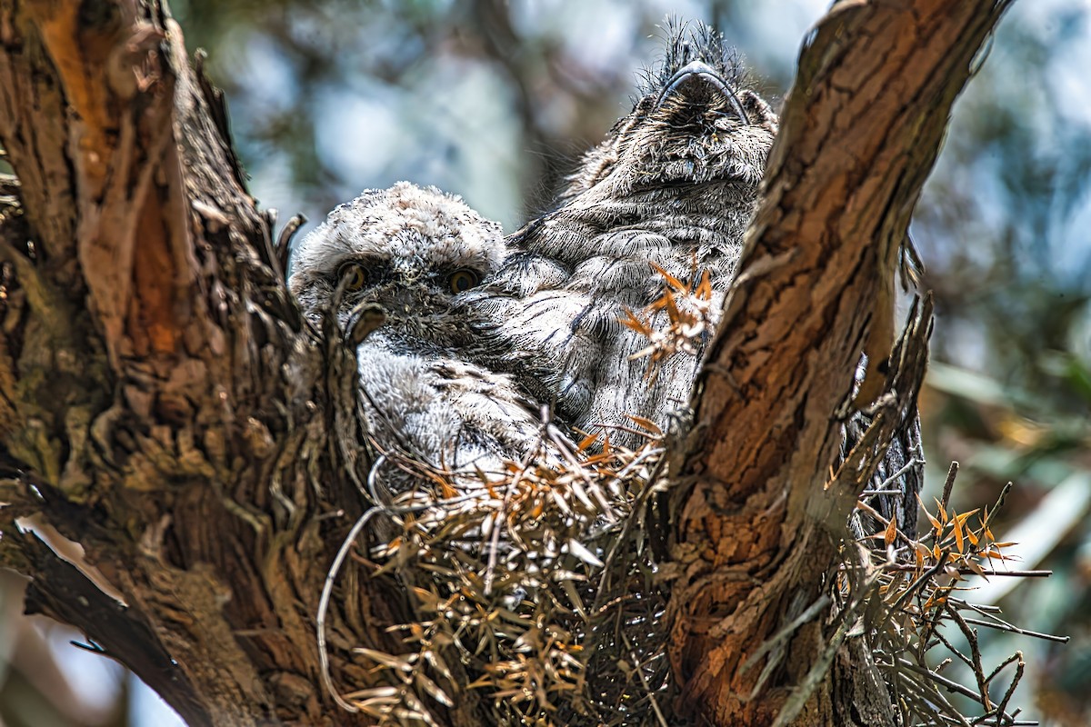 Tawny Frogmouth - ML644198448