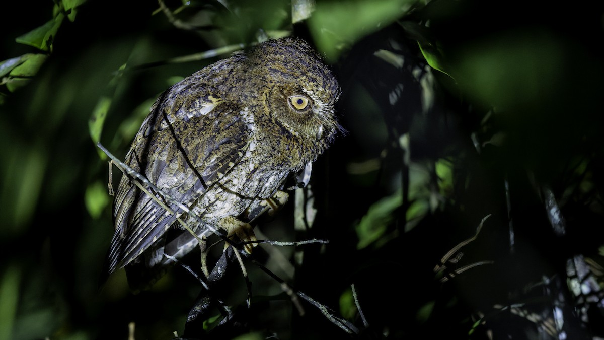Sulawesi Scops-Owl - ML644198449