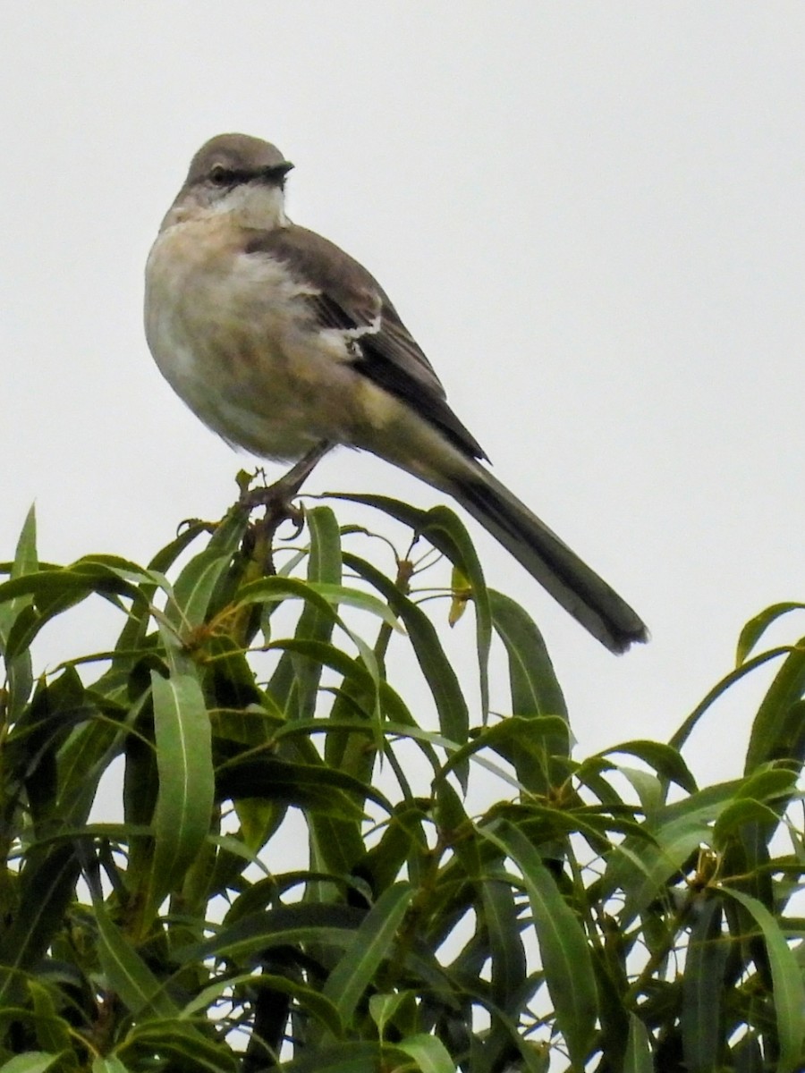 Northern Mockingbird - ML644198451
