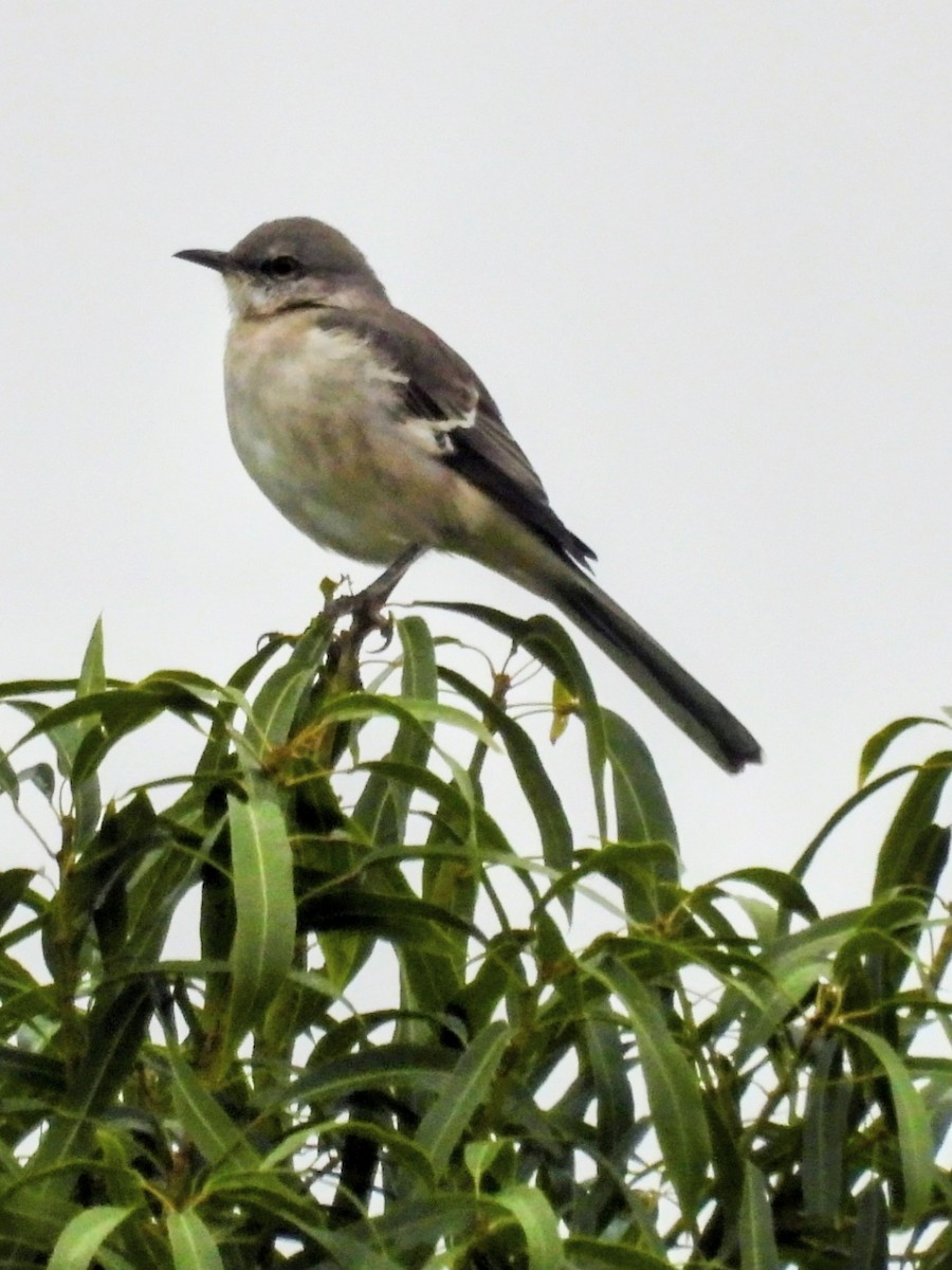 Northern Mockingbird - ML644198452