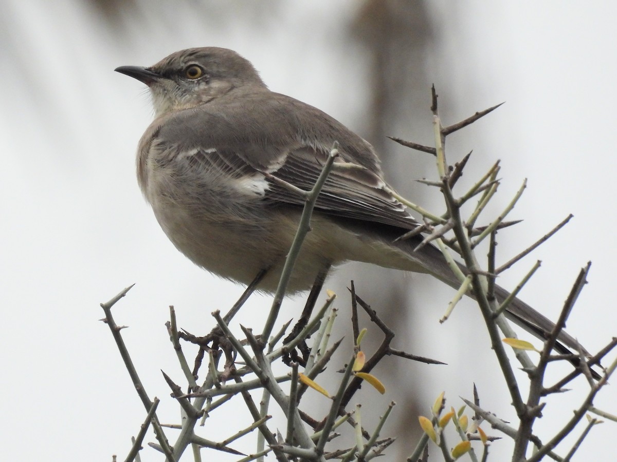Northern Mockingbird - ML644198453