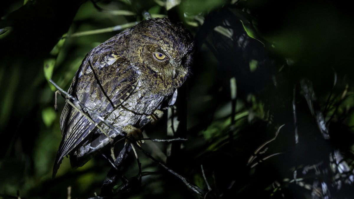 Sulawesi Scops-Owl - ML644198454