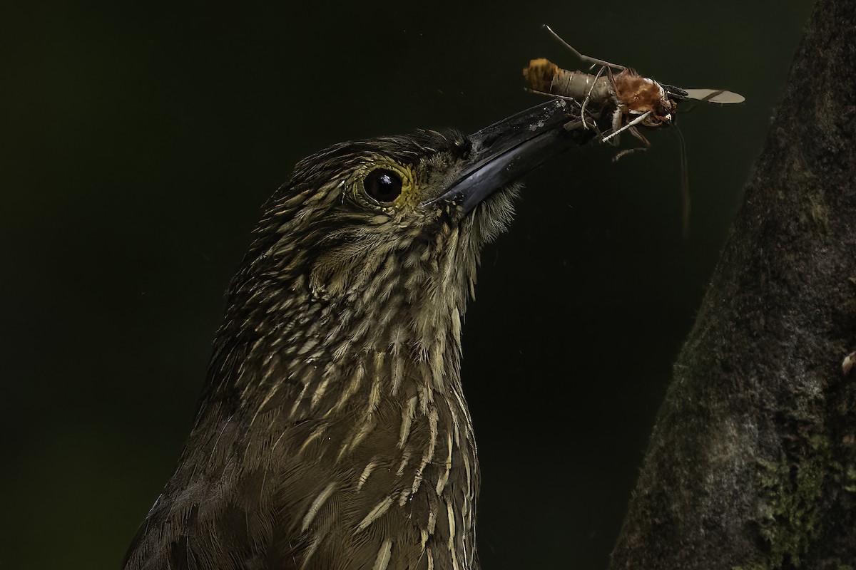 Strong-billed Woodcreeper - ML644198457