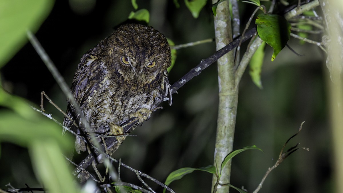 Sulawesi Scops-Owl - ML644198458