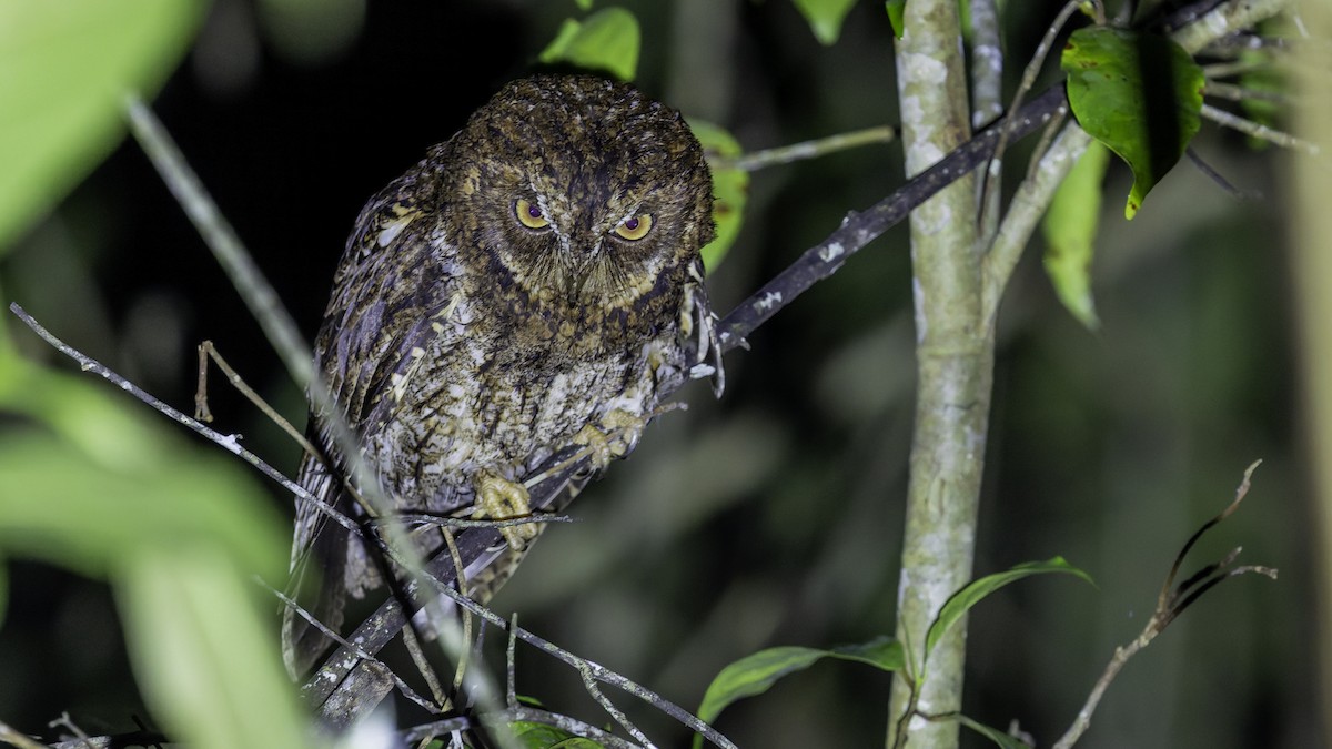 Sulawesi Scops-Owl - ML644198459
