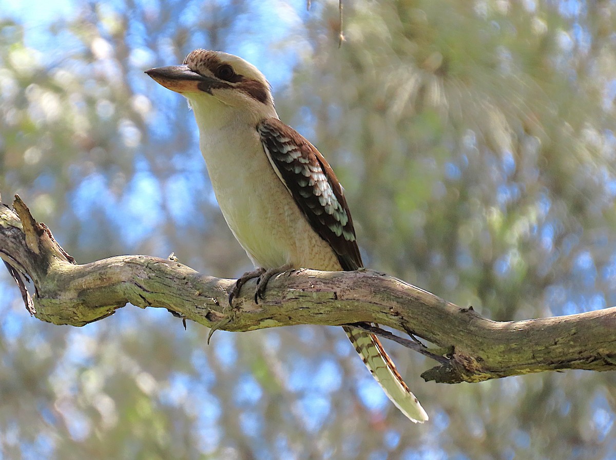 Laughing Kookaburra - ML644198474