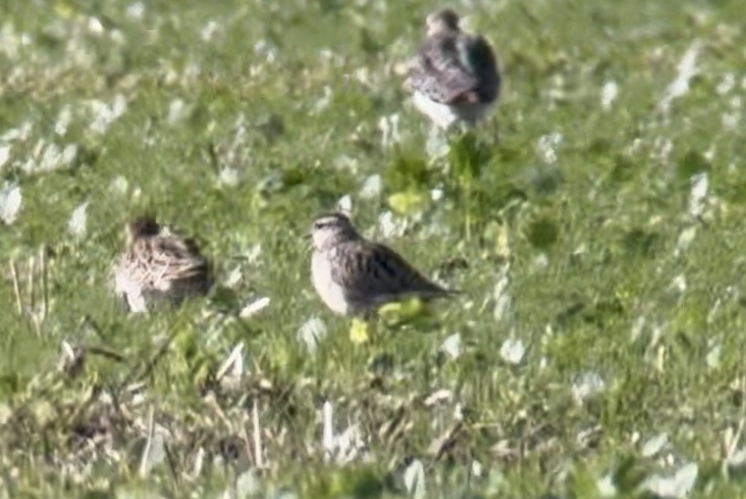 Eurasian Dotterel - ML644198523