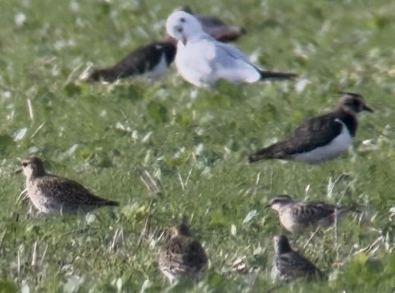Eurasian Dotterel - ML644198524