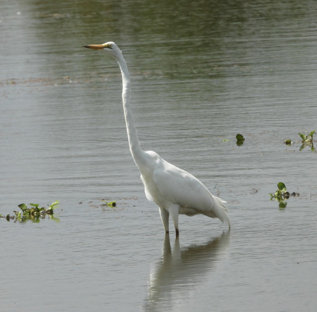 Great Egret - ML644198526