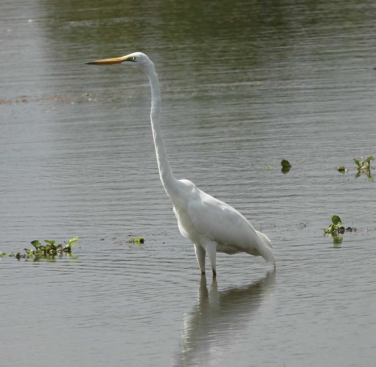 Great Egret - ML644198527