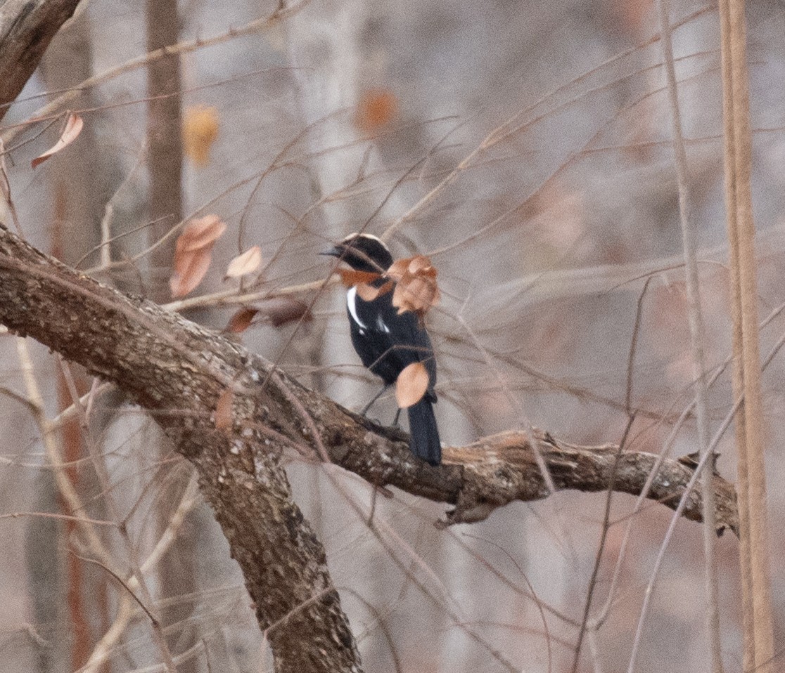 Arnot's Chat - ML644198531