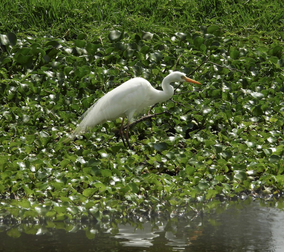 Plumed Egret - ML644198532