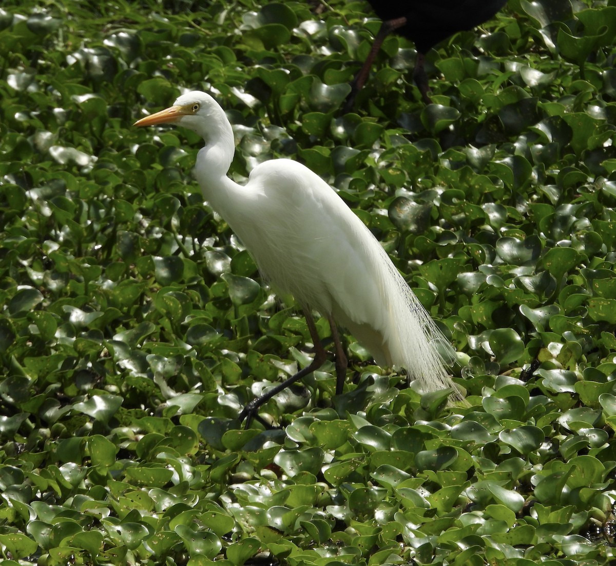 Plumed Egret - ML644198533