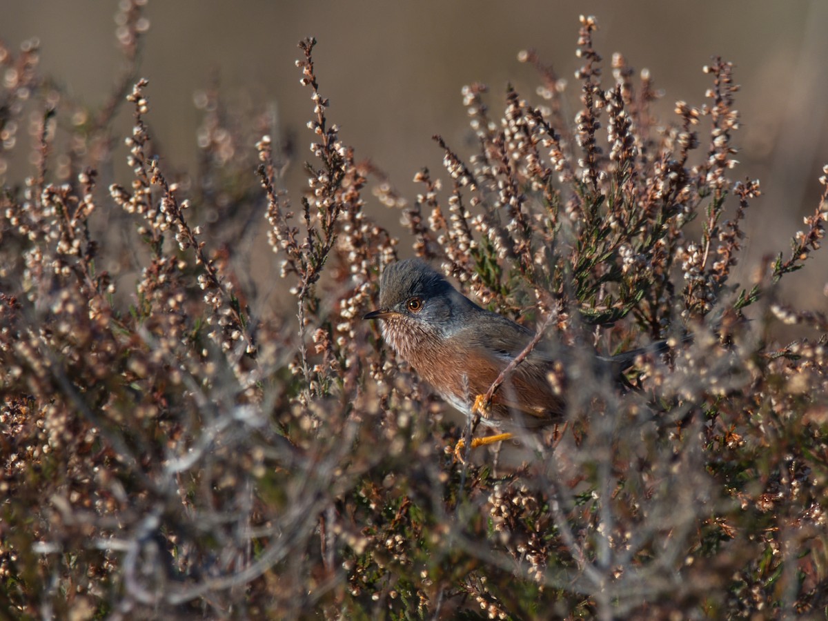 Magnanina comune - ML644198534