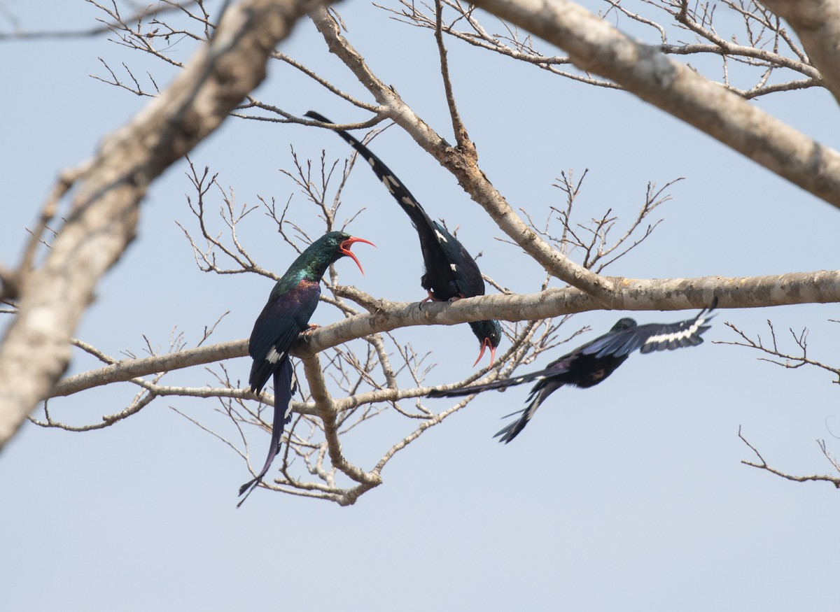 Слотняк пурпуровий - ML644198536