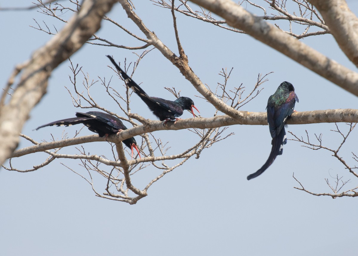 Слотняк пурпуровий - ML644198537