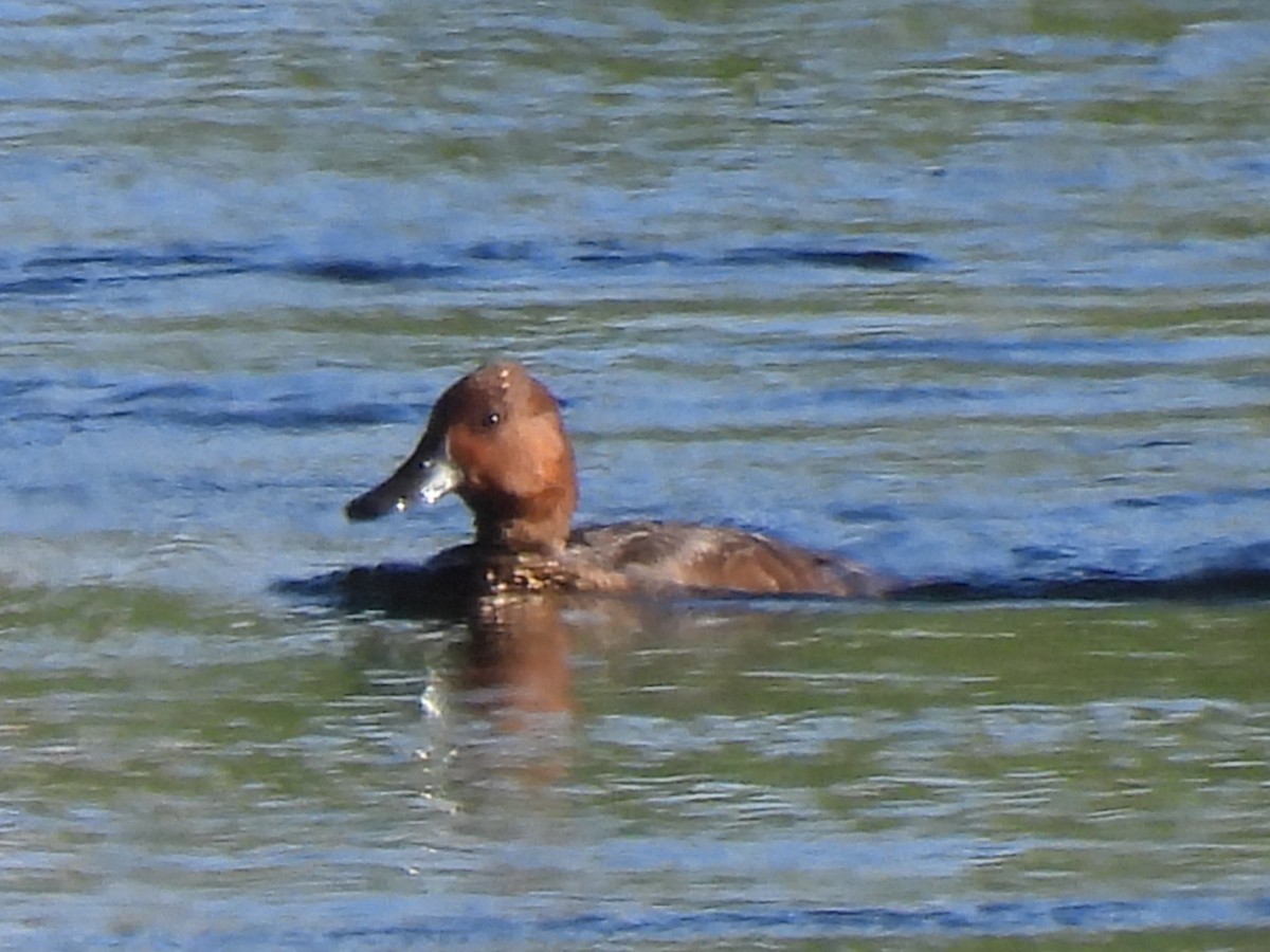 Ferruginous Duck - ML644198543