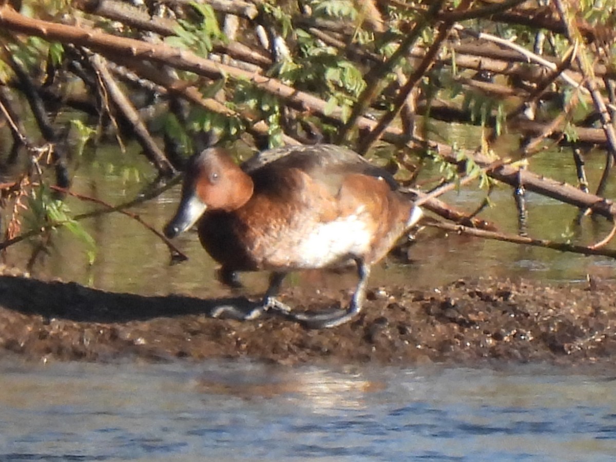 Ferruginous Duck - ML644198544
