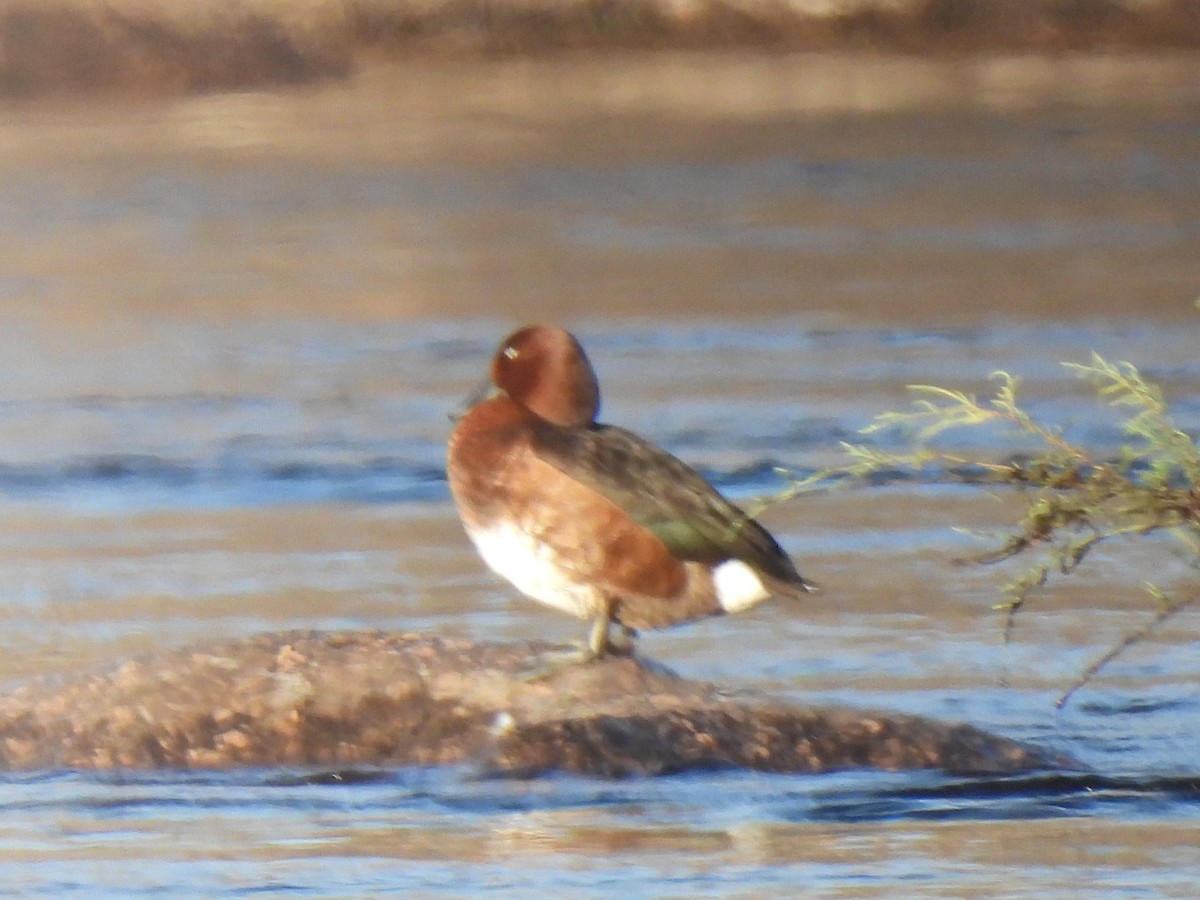 Ferruginous Duck - ML644198545