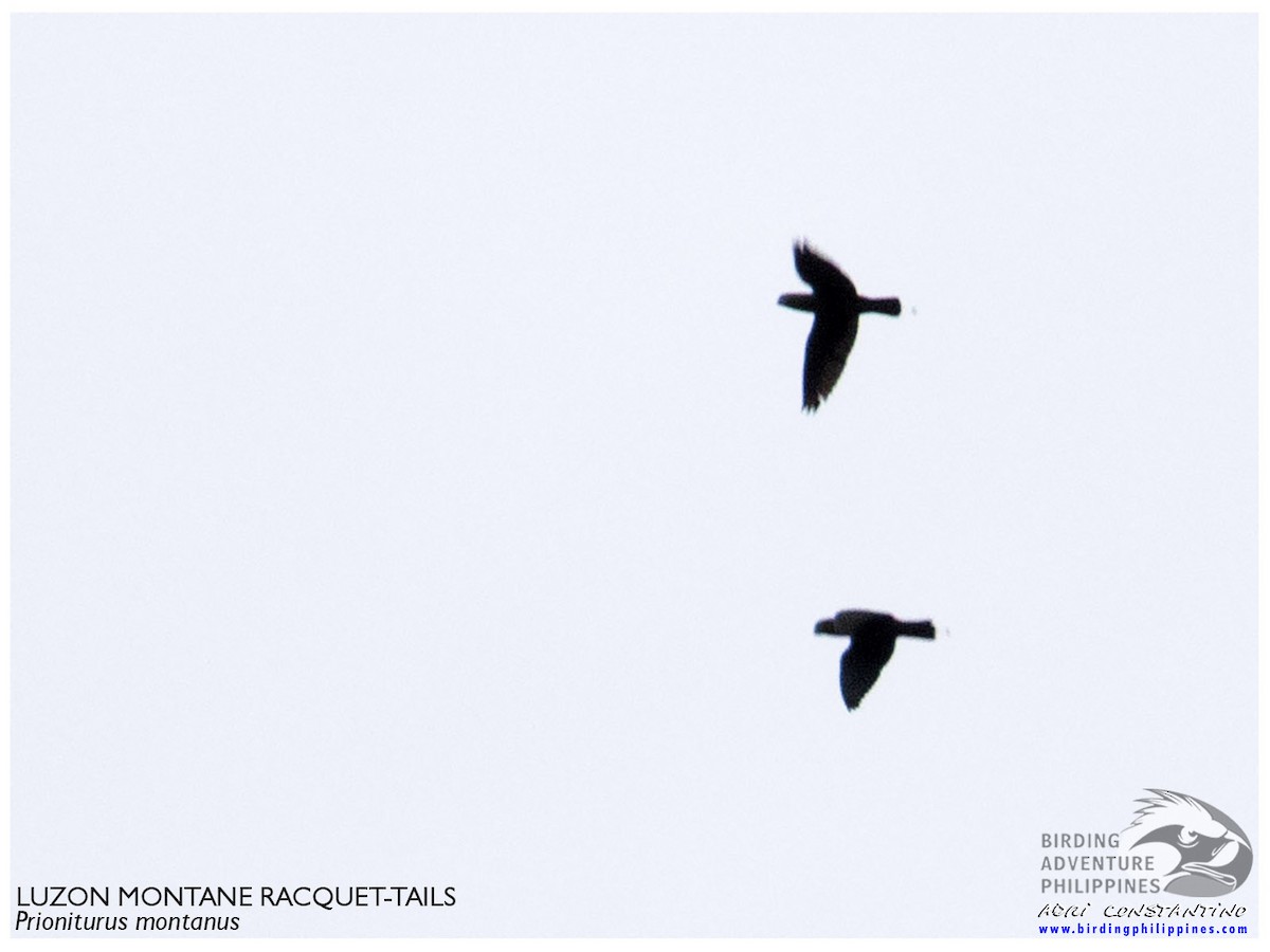 mada korunkatý - ML644198549