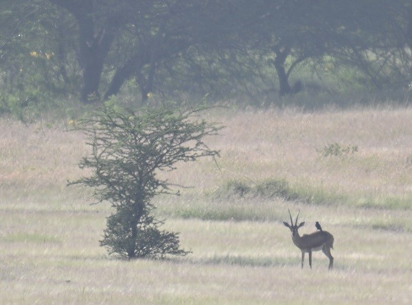 Ворона великодзьоба - ML644198562