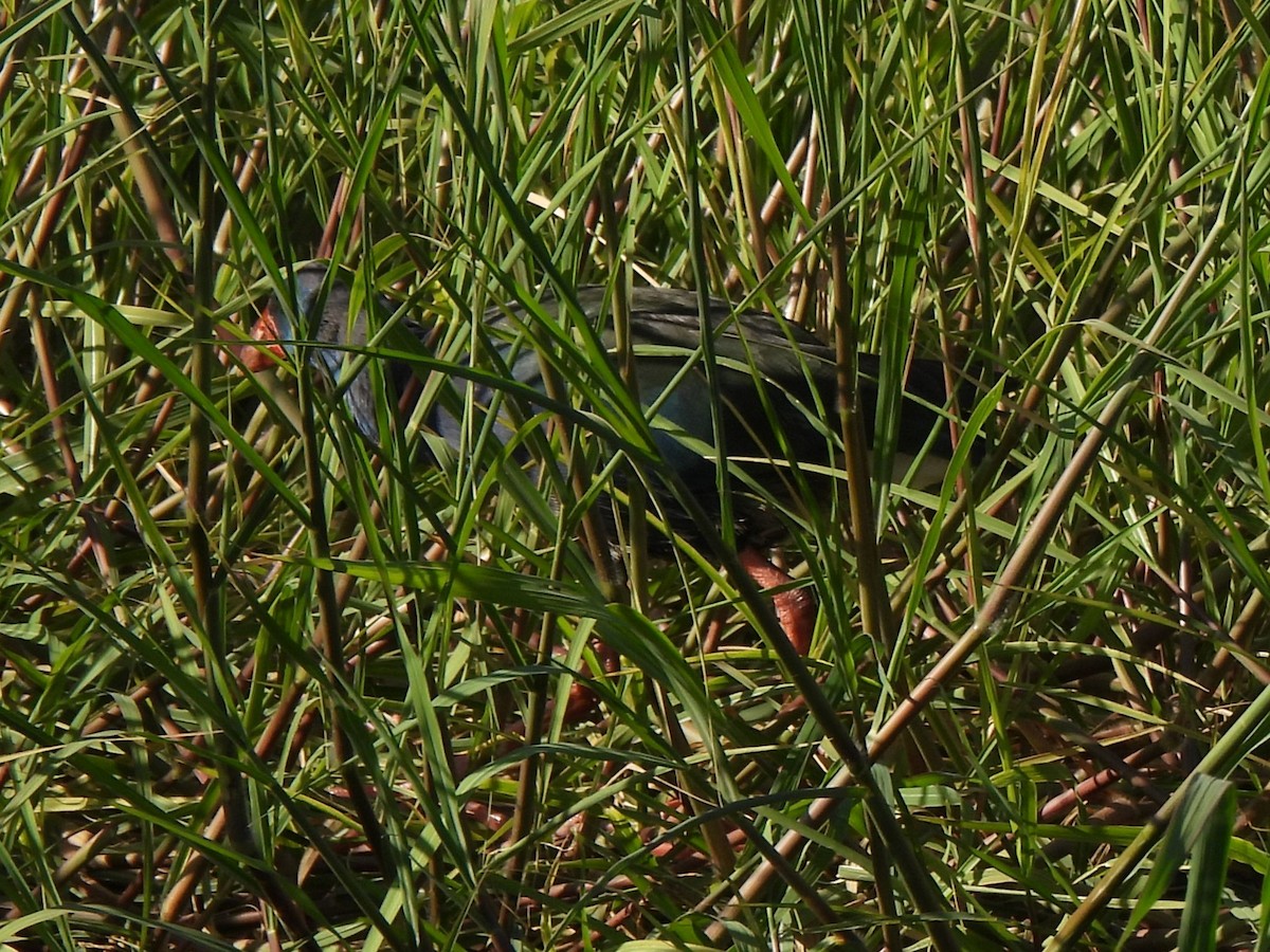 grønnryggsultanhøne - ML644198565