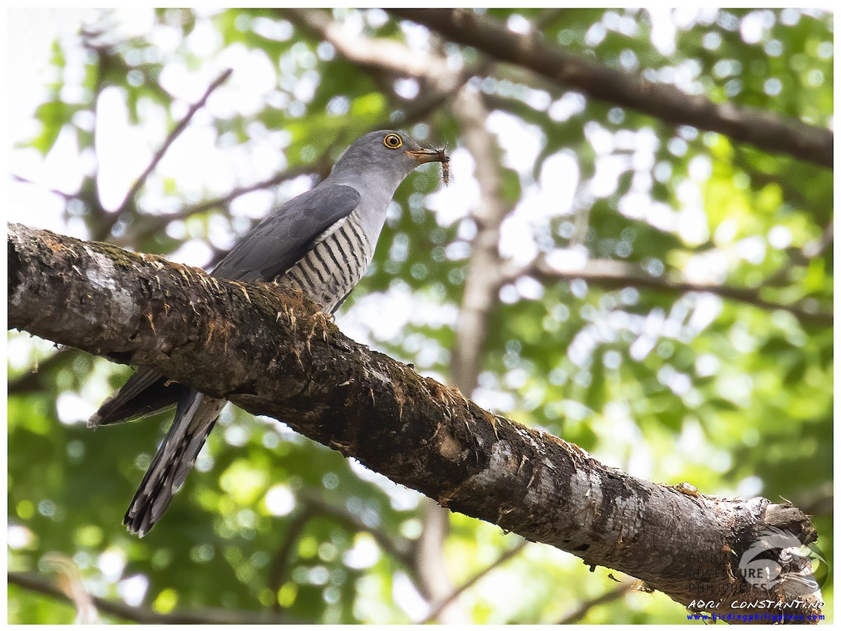 kukačka eurasijská - ML644198589