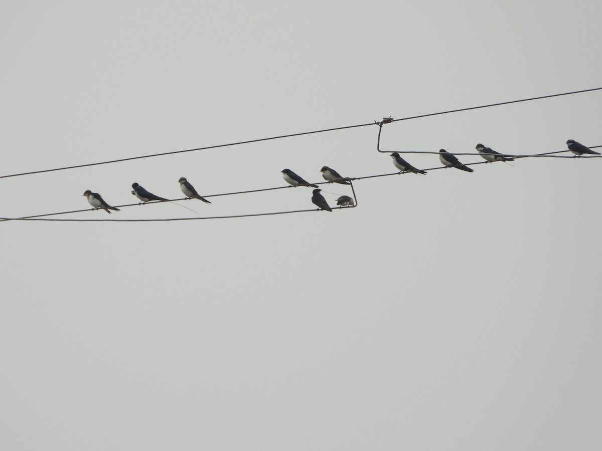 Ластівка ниткохвоста - ML644198623