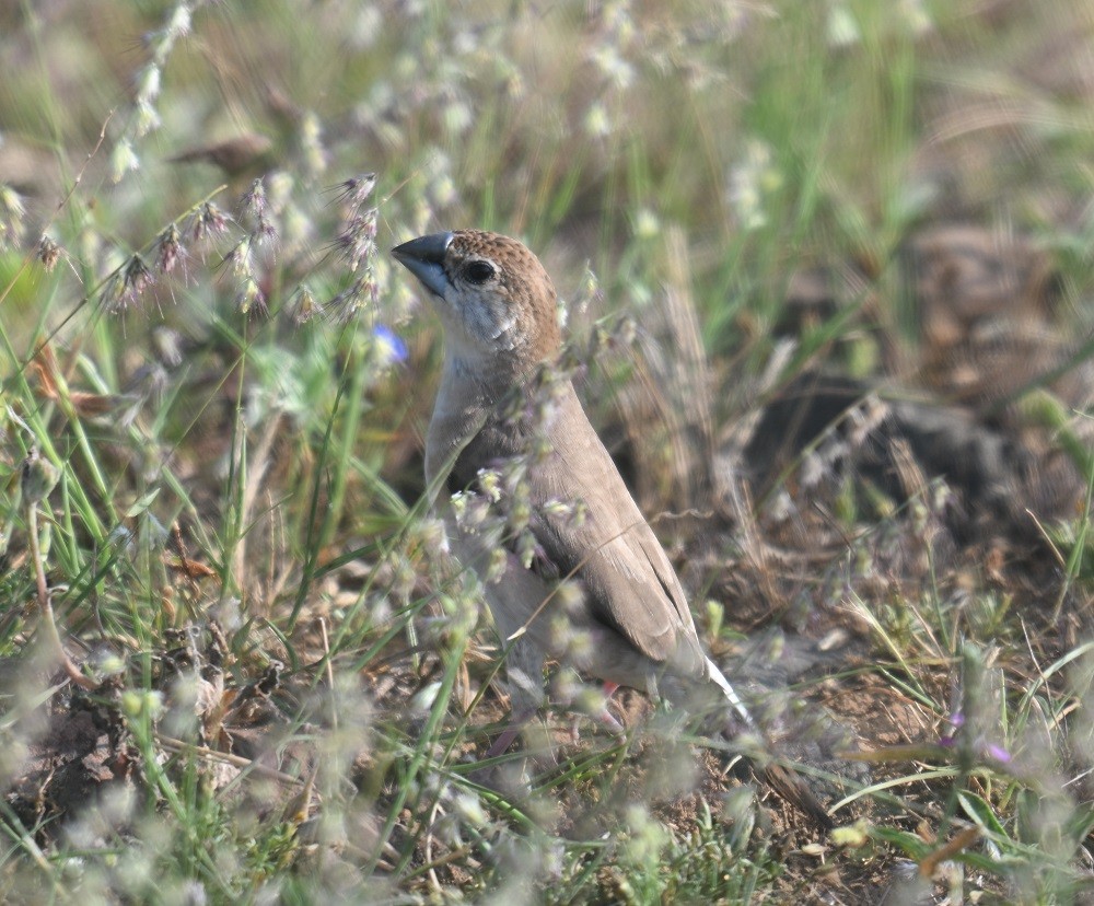 Indian Silverbill - ML644198631