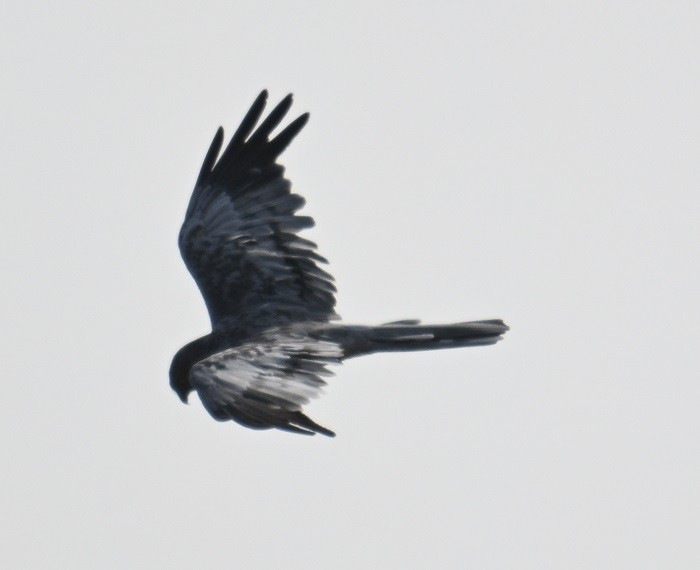 ヒメハイイロチュウヒ - ML644198650