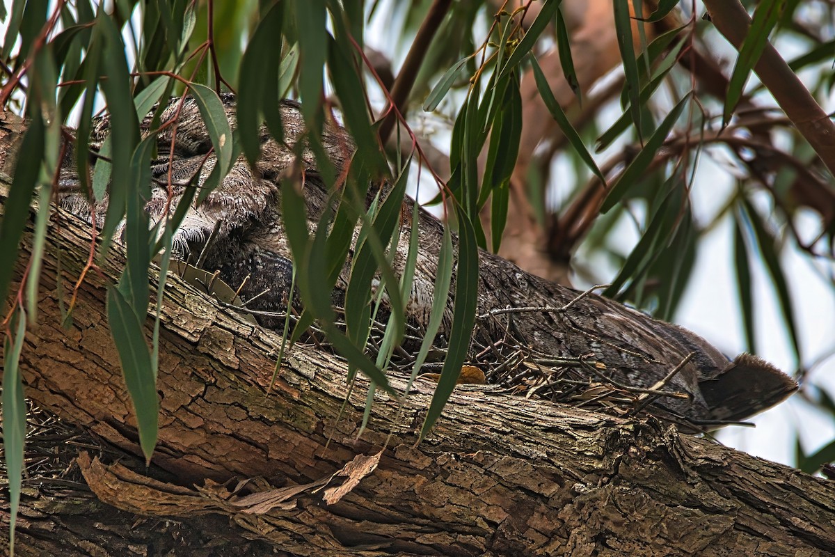 Tawny Frogmouth - ML644198657