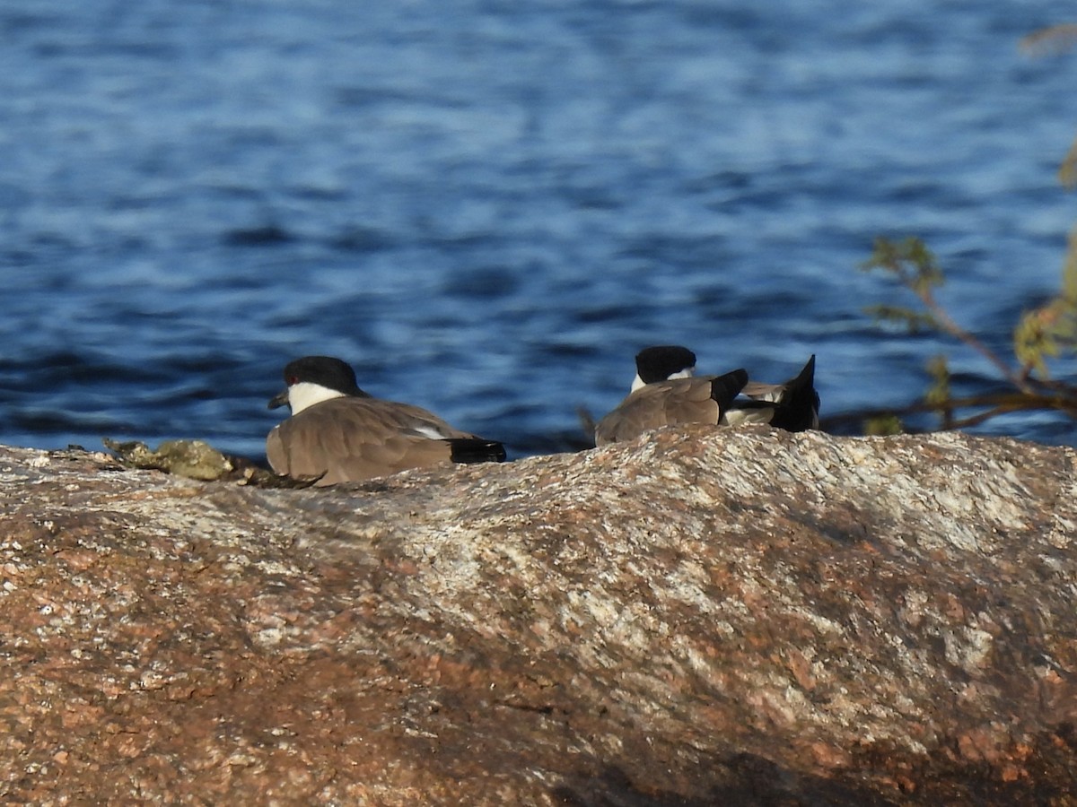 Vanneau à éperons - ML644198664