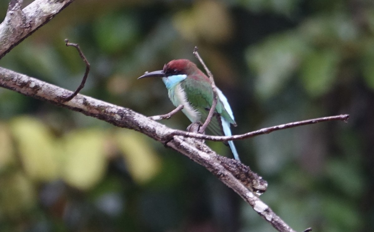 Blue-throated Bee-eater - ML644198680