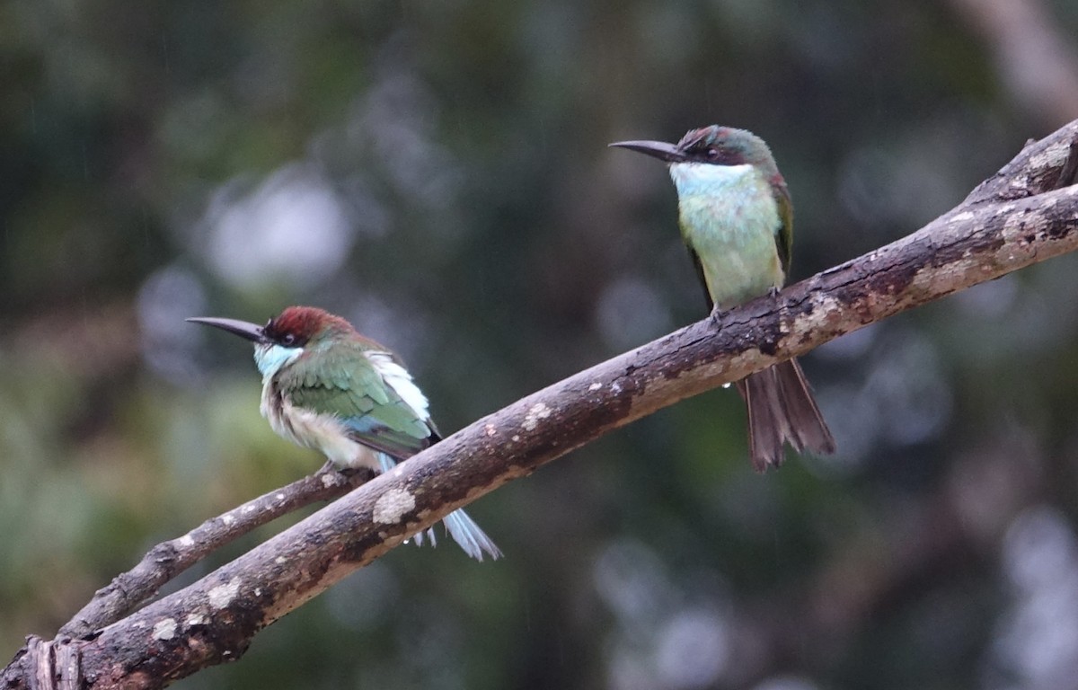 Blue-throated Bee-eater - ML644198682