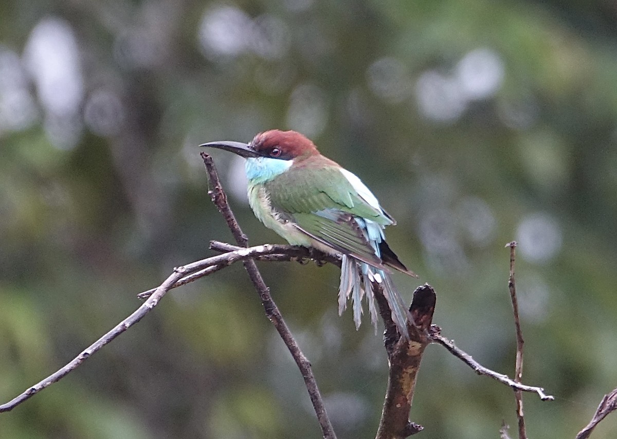 Blue-throated Bee-eater - ML644198683