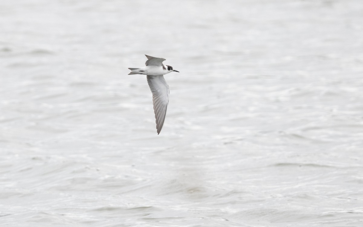 Black Tern - ML644198694