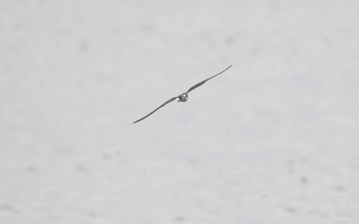 Black Tern - ML644198695
