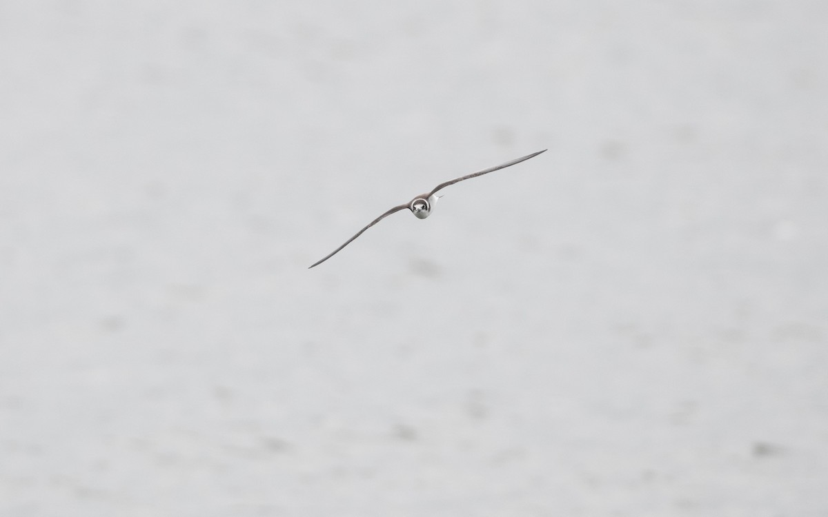 Black Tern - ML644198696