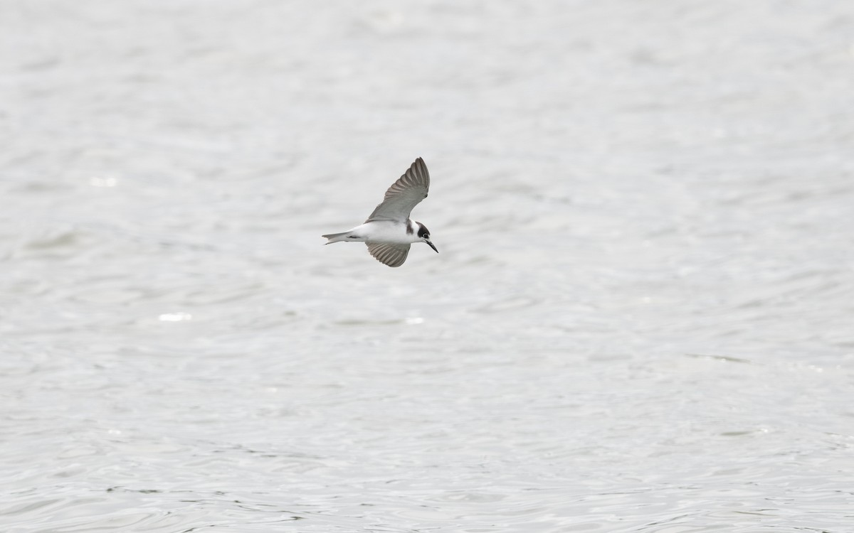 Black Tern - ML644198697