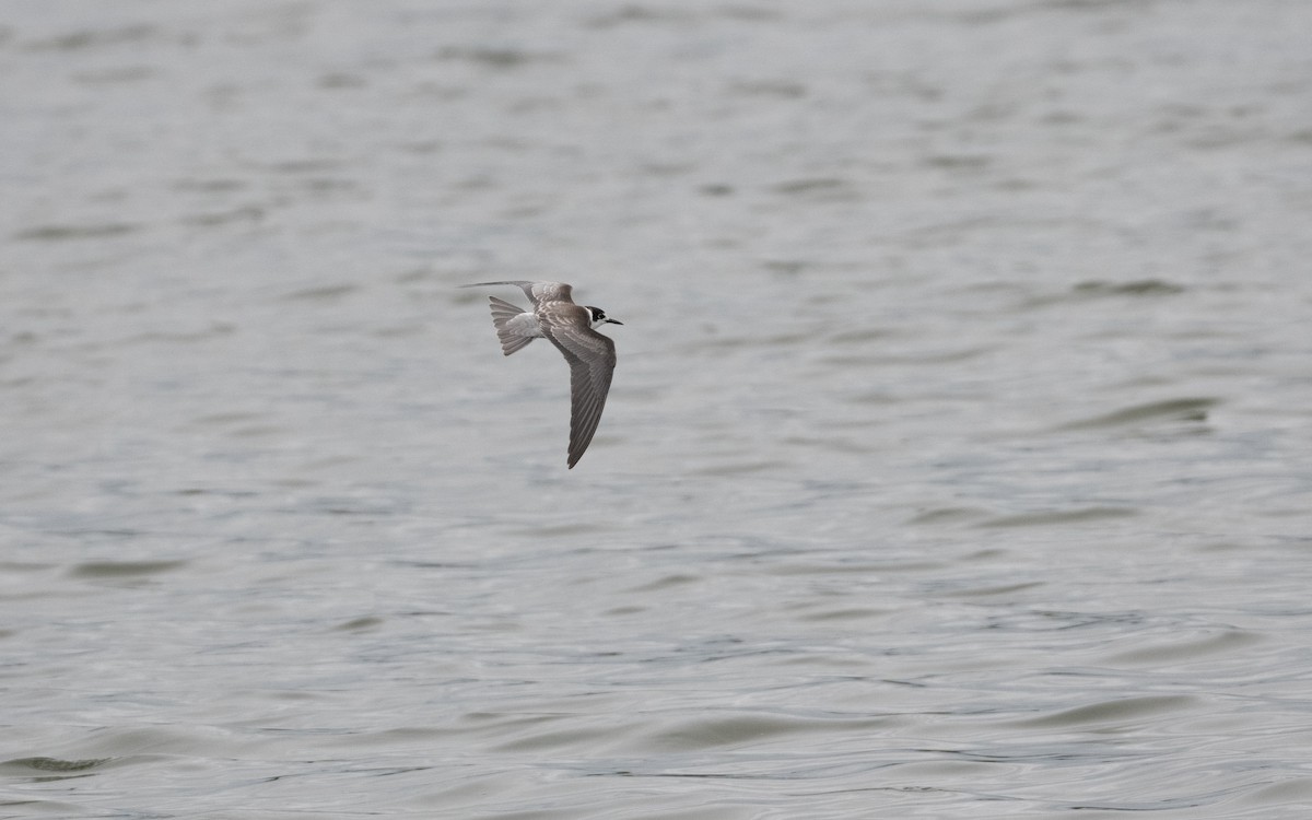 Black Tern - ML644198698