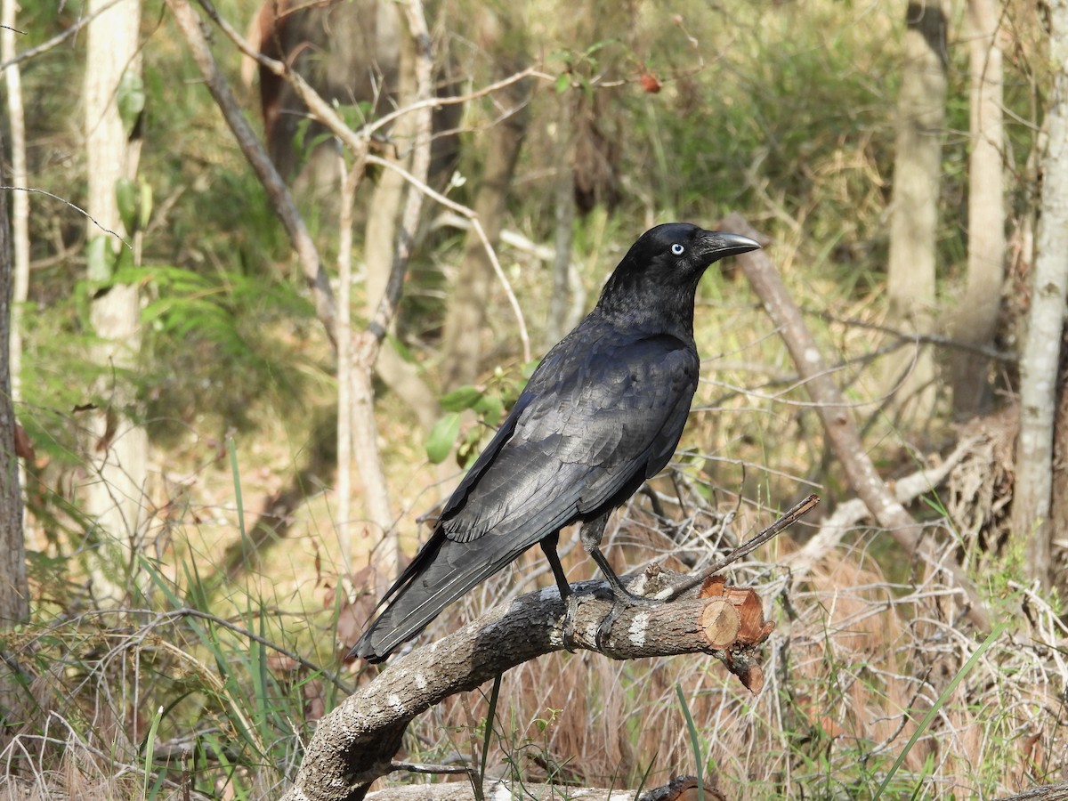 Torresian Crow - ML644198699