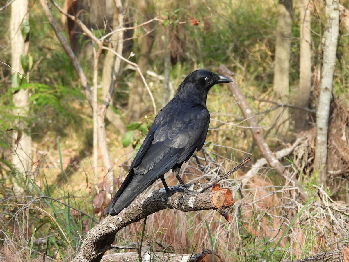 Torresian Crow - ML644198700