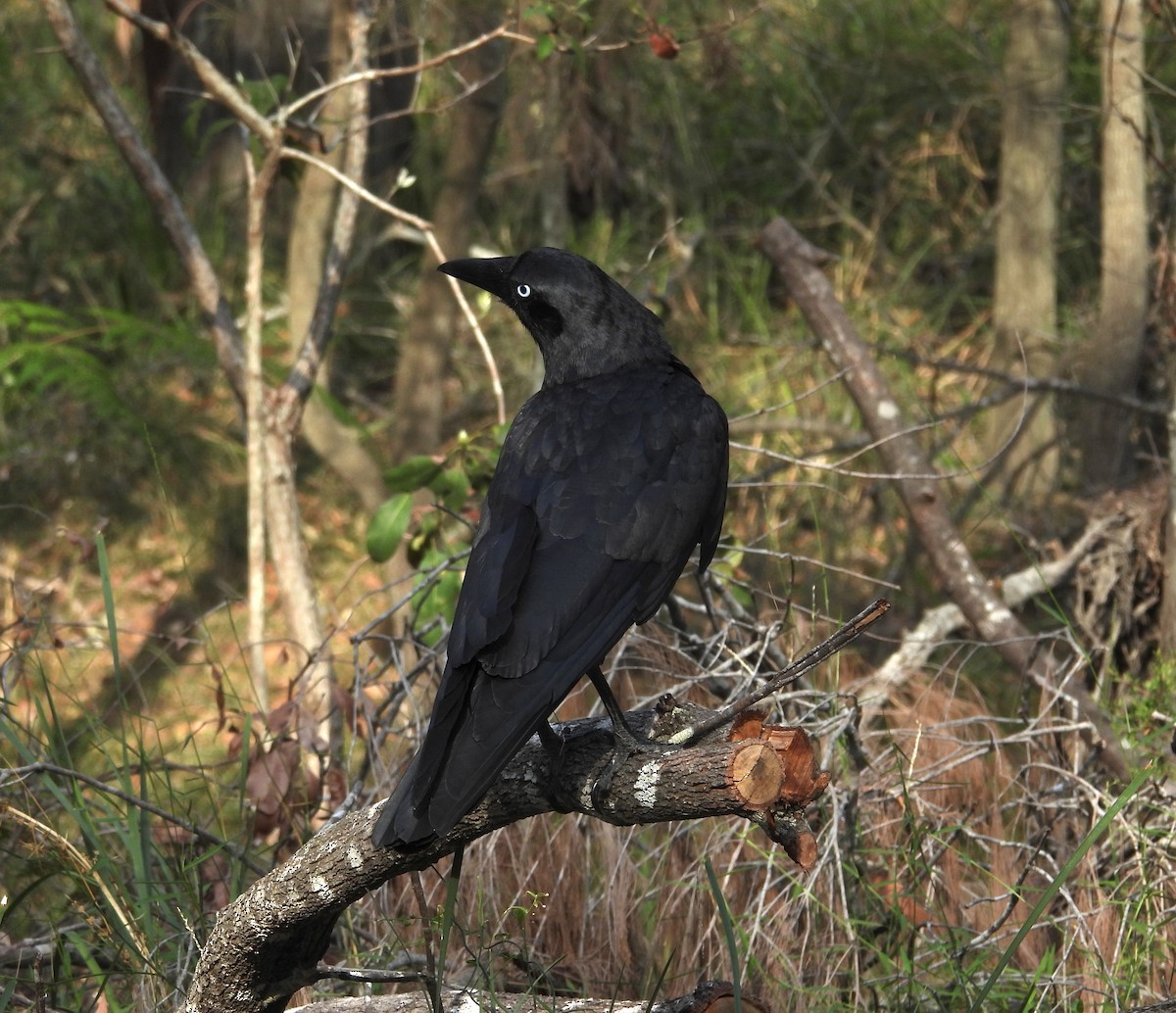 Torresian Crow - ML644198701