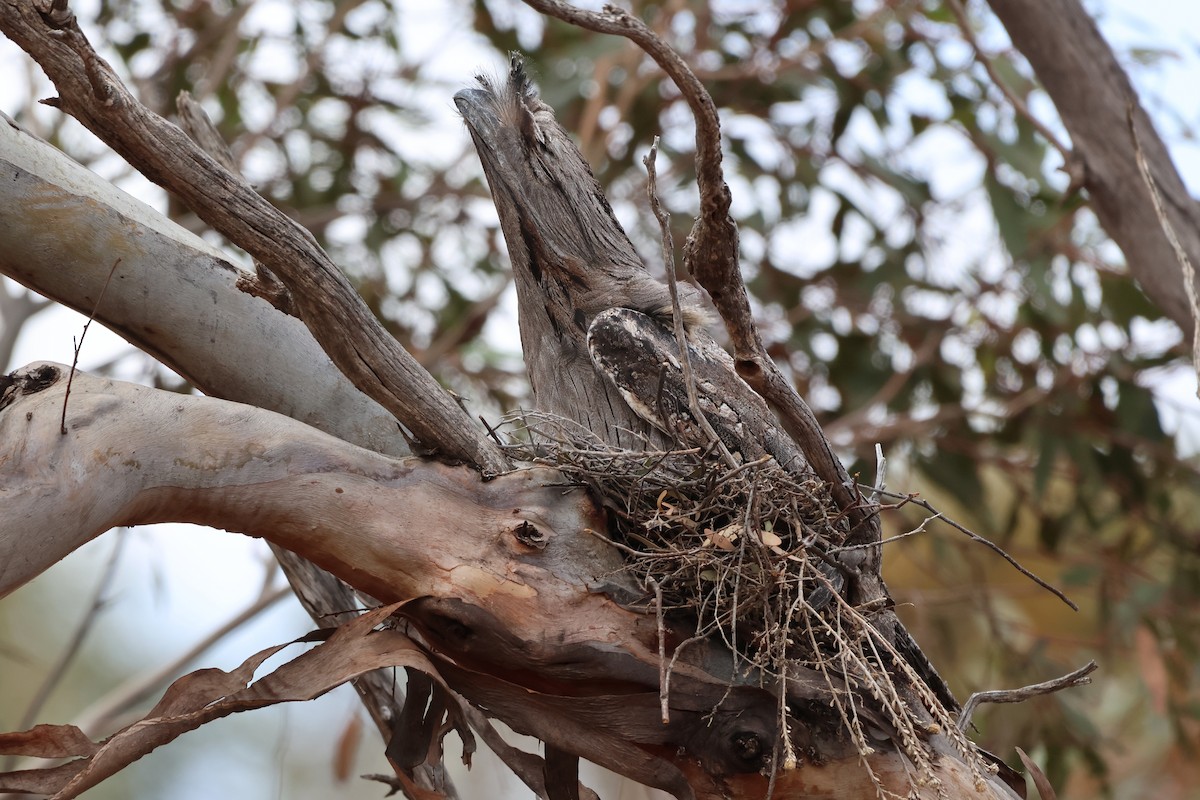 Tawny Frogmouth - ML644198713