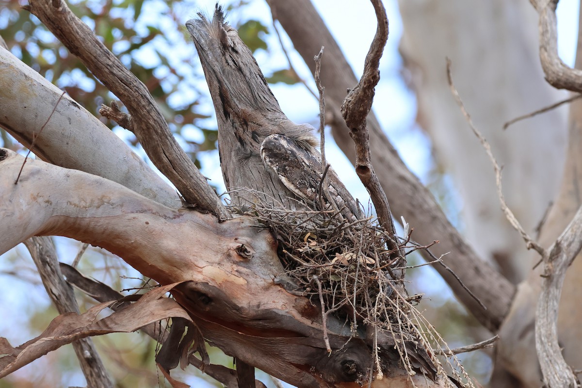 Tawny Frogmouth - ML644198714