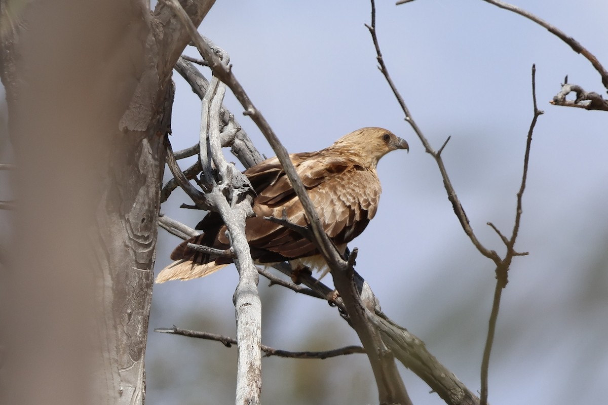 Whistling Kite - ML644198721